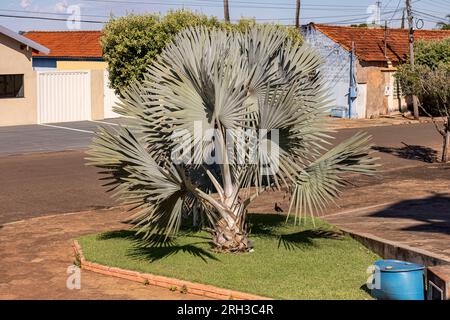 Bismarckpalmenbaum der Art Bismarckia nobilis Stockfoto