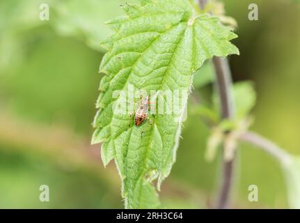 BaumDamselkäfer (Himacerus apterus) auf einem Blatt Stockfoto