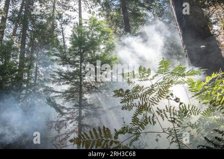 Im Stanislaus National Forest in der Sierra Nevada von Kalifornien strömen Rauch und Dunst in die Luft, während ein Feuer mit geringer Intensität durch die Unterbürste brennt. Stockfoto
