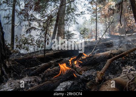 Stanislaus National Forest in der Sierra Nevada von Kalifornien, ein Waldbrand, der über dem Waldboden brennt. Die Verbrennung hinterlässt verkohlte Asche. Stockfoto