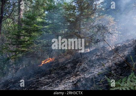 Stanislaus National Forest in der Sierra Nevada von Kalifornien, ein Waldbrand, der über dem Waldboden brennt. Die Verbrennung hinterlässt verkohlte Asche. Stockfoto