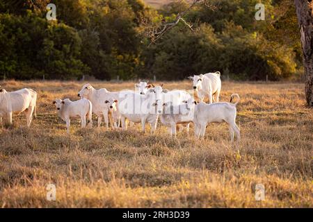 Nahaufnahme von Nelorenrindern auf trockener Weide zur goldenen Stunde Stockfoto