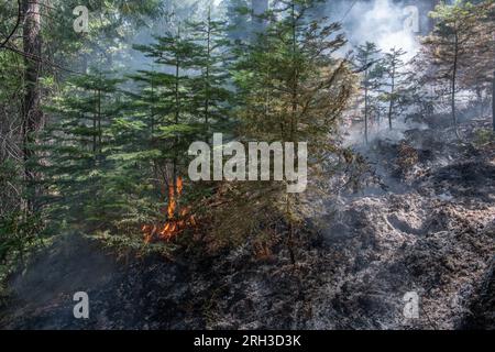 Stanislaus National Forest in der Sierra Nevada von Kalifornien, ein Waldbrand, der über dem Waldboden brennt. Die Verbrennung hinterlässt verkohlte Asche. Stockfoto