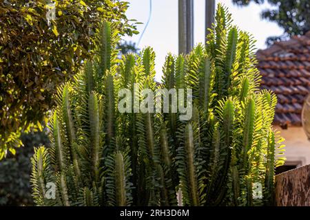 Afrikanische Milchpflanze der Art Euphorbia trigona Stockfoto