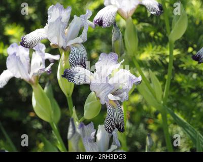 Garden of Variegata Reginae Bearded Irises. Family: Iridaceae. Order: Asparagales. Kingdom: Plantae. Stock Photo