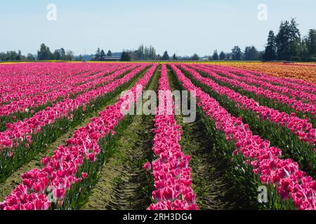 Reihen rosa Tulpen. Mount Vernon, Washington, USA. Stockfoto