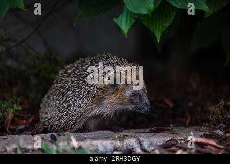 Ein westeuropäischer Igel oder brauner Igel sucht abends nach Essen, Darmstadt, Hessen, Deutschland Stockfoto