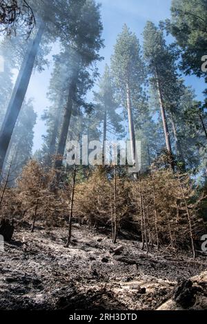 Ein Waldbrand im Stanislaus National Forest - Eine kontrollierte Verbrennung, die kleine Bäume in der Untergeschichte tötet und große, reife Bäume hinterlässt. Stockfoto