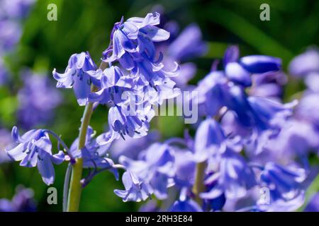 Bluebell oder wilde Hyazinth (Hyacinthoides non-scripta oder endymion non-scriptus), Nahaufnahme mit Fokus auf einen einzelnen hinterleuchteten Dorn der gewöhnlichen blauen Blüten Stockfoto