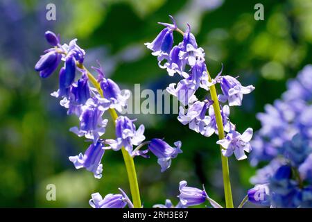 Bluebell oder wilde Hyazinth (Hyacinthoides non-scripta oder endymion non-scriptus), Nahaufnahme mit Fokus auf einen einzelnen hinterleuchteten Dorn der gewöhnlichen blauen Blüten Stockfoto