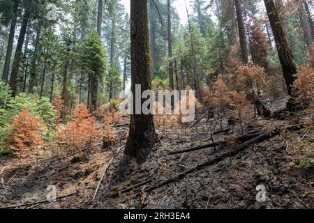 Die kalifornische Wildnis in der Sierra Nevada nach einem Waldbrand mit geringer Intensität verbrennt den Busch. Stockfoto