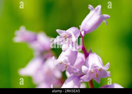 Bluebell oder wilde Hyazinth (Hyacinthoides non-scripta oder endymion non-scriptus), Nahaufnahme mit Fokus auf die Spitze eines Spiegels rosa Blüten. Stockfoto