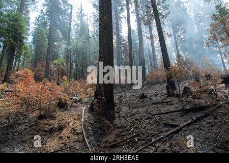 Die kalifornische Wildnis in der Sierra Nevada nach einem Waldbrand mit geringer Intensität verbrennt den Busch. Stockfoto