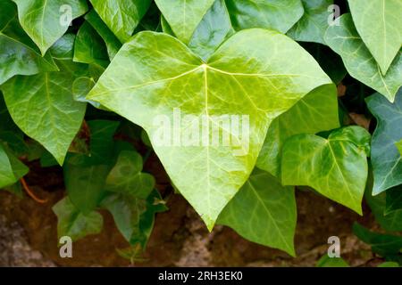 Ivy (hedera Helix), Nahaufnahme eines einzelnen perfekt geformten grünen Blatts des gewöhnlichen Strauchs. Stockfoto