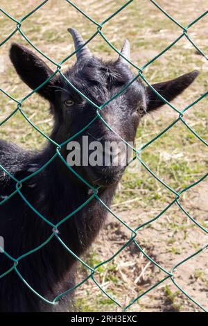 Eine schwarze Ziege hinter dem Zaun auf dem Hof Stockfoto