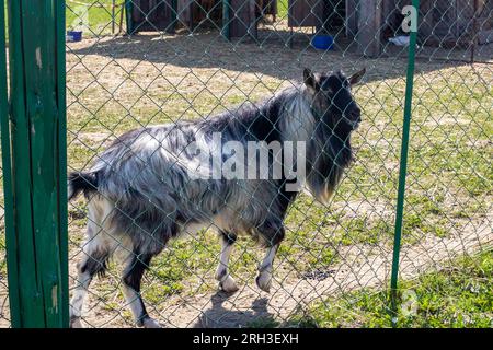 Eine schwarze Ziege hinter dem Zaun auf dem Hof Stockfoto