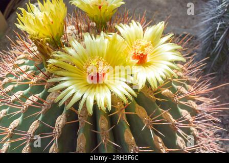 Gelbe Kaktusblüten auf trockenem Boden. Stockfoto