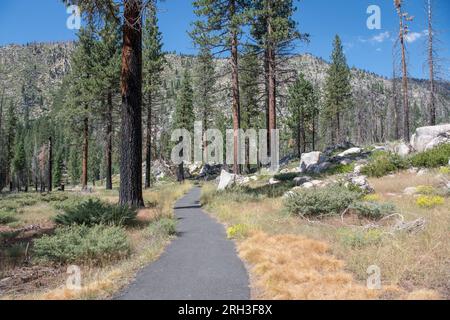 Ein befestigter Wanderweg, der zu den Säulen der Giants im Stanislaus National Forest in den Sierra Nevada Bergen von Kalifornien führt. Stockfoto