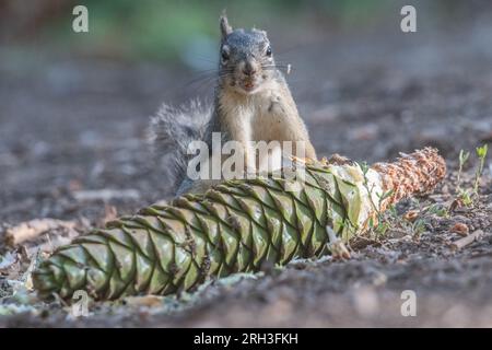 Douglas Eichhörnchen (Tamiasciurus douglasii), das im stanislaus National Forest in den Bergen der Sierra Nevada in Kalifornien einen großen Kiefernzapfen isst. Stockfoto