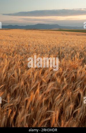 Reifer Weizen fängt die ersten Strahlen der Morgensonne und Moskauer Berge und die West-Zwillinge im Hintergrund. Latah County, Idaho, USA. Stockfoto