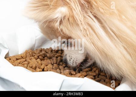 Pommern isst trockenes Hundefutter aus einer Plastiktüte. Granulatförmiges, trockenes Hundefutter Stockfoto