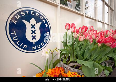 Amsterdam Tulpenmuseum in Prinsengracht, Amsterdam, Niederlande Stockfoto