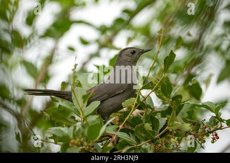Ein grauer Katzenvogel auf einem Ast in den Sommerbüschen Floridas Stockfoto