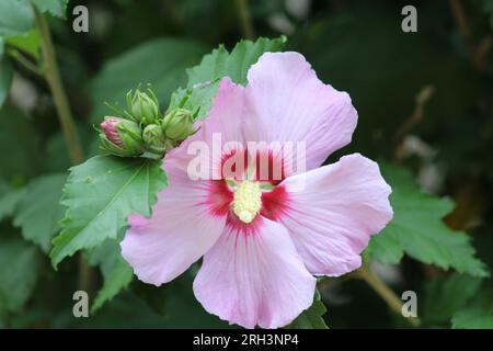 Rosa Hibiskus im Home Garden am warmen Sommernachmittag Stockfoto