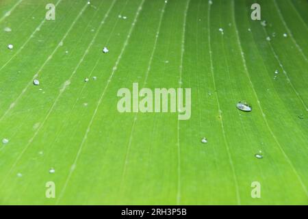 Blick auf ein Bananenblatt mit kleinen Wassertropfen auf der Oberfläche Stockfoto