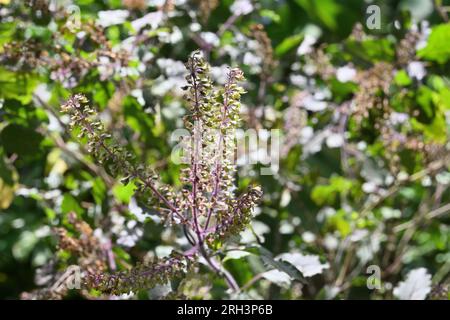 Die Blüte des Heiligen Basilikums (Ocimum Tenuiflorum) blühte in einer violett grünen Laubpflanze im Garten Stockfoto