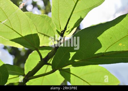 Unter dem Bild befindet sich eine Spinnenspinne mit zwei Streifen (Telamonia Dimidiata), die unter einem Ficus hispida-Blatt sitzt Stockfoto