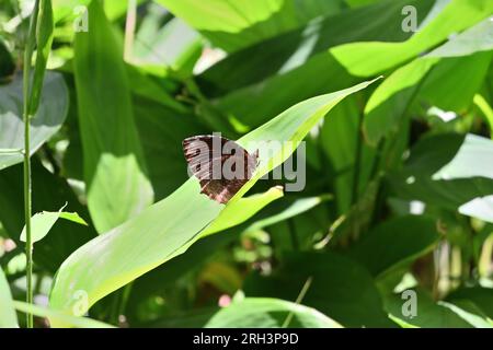Seitenansicht eines braunen Schmetterlings, bekannt als der gewöhnliche Palmfly, sitzt auf einem großen Blatt eines Arrowroot-Blatts in direktem Sonnenlicht Stockfoto