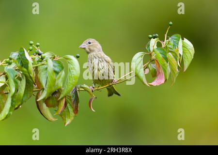Europäischer Grünfink Carduelis chloris, Jungfisch hoch oben auf Dogwood Cornus sanguinea, Zweig, Suffolk, England, August Stockfoto