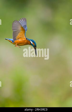 Gewöhnlicher Königsfischer Alcedo, unreifer Mann fliegt, schwebt, Suffolk, England, August Stockfoto