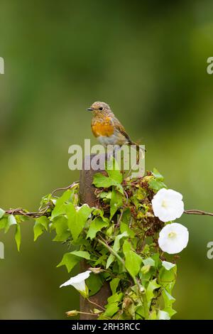 Europäisches Rotkehlchen Erithacus rubecula, unreif hoch oben auf dem Pfosten, mit Hedge bindweed Calystegia sepium, wächst darauf, Suffolk, England, August Stockfoto