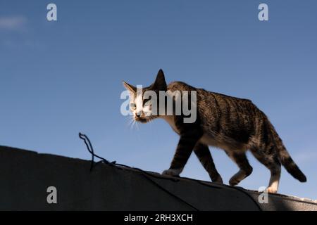 Eine schwarze Tabby-Katze geht im späten Tageslicht auf einen Zaun. Balance und Geschicklichkeit. Straßenkatze. Stockfoto