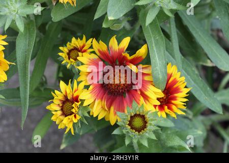 Gaillardia Arizona Sun, Blumen burgunderrot, goldgelbe Blütenblätter Stockfoto