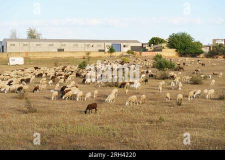 Eine Schafherde gräbt auf einem Sommerfeld und isst Gras und Blätter aus den Büschen. Landwirtschaft, Tierhaltung. Stockfoto