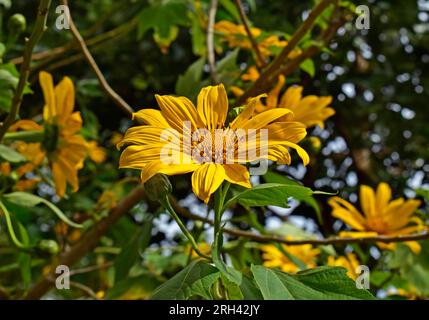 Mexikanische Sonnenblumen oder Baummarigold (Tithonia diversifolia) im Garten Stockfoto