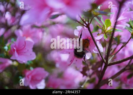 Hummelbiene auf Azaleen Stockfoto