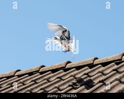 Die Brieftaube kommt mit ihren Flügeln nach Hause und landet auf dem Dach vor einem blauen Himmel Stockfoto