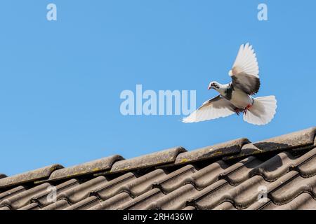 Die Brieftaube kommt mit ihren Flügeln nach Hause und landet auf dem Dach vor einem blauen Himmel Stockfoto