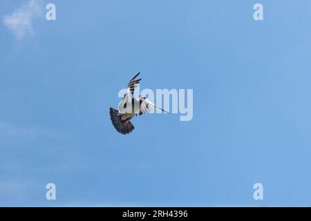 Die Brieftaube kommt nach Hause und breitet ihre Flügel gegen den blauen Himmel aus Stockfoto