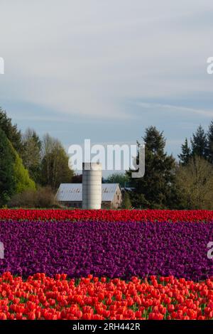 Tulpenfelder und nahegelegene Bauernhöfe. Skagit Valley, Washington, USA. Stockfoto