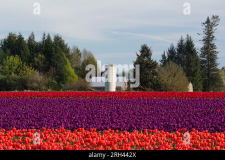 Tulpenfelder und nahegelegene Bauernhöfe. Skagit Valley, Washington, USA. Stockfoto