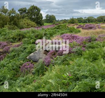 Heather (Leng, Glockenheidekraut) wächst unter Bracken (Farn, Pteridium aquilinum) auf Shipley Glen in Baildon, Yorkshire. Stockfoto