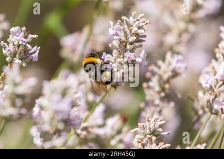 Eine Hummel mit weißem Schwanz (Bombus lucorum), die sich von rosa englischem Lavendar (Lavandula angustifolia rosea) ernährt Stockfoto