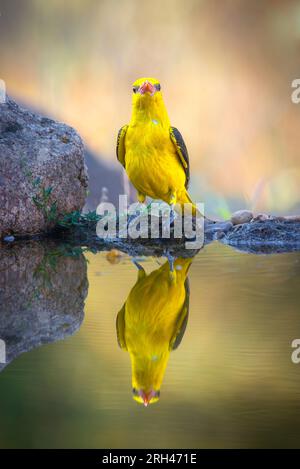 Trinkwasser der eurasischen Goldenen Oriole spiegelt sich bei Sonnenuntergang im Wasser wider Stockfoto