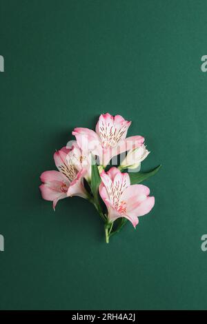 Alstroemeria rosa Blumen auf dunkelgrünem Hintergrund, Draufsicht. Stockfoto