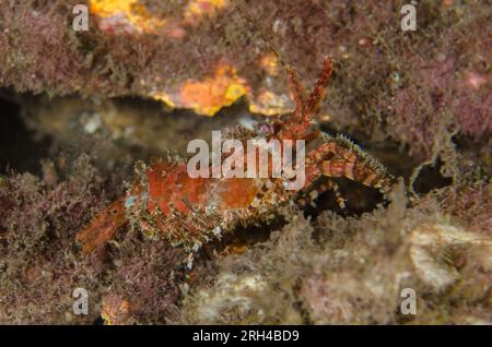 Saron Shrimp, Saron sp, Nachttauchen, TK1 Tauchplatz, LembritStraits, Sulawesi, Indonesien Stockfoto